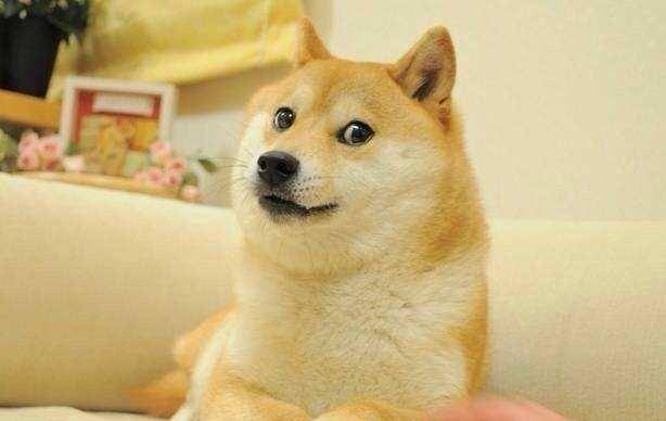 这只日本柴犬像溺爱的父母一样哄婴儿停止哭泣而爆红网络