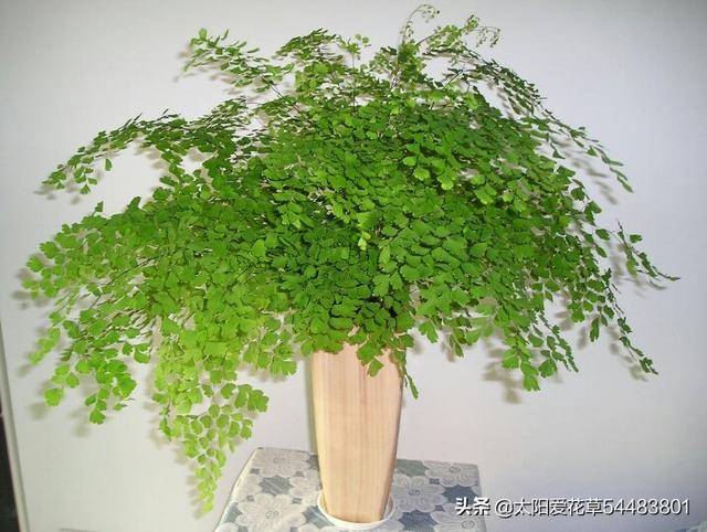 原创八种叶子美过花又耐阴的植物,总是有一种适合你养殖