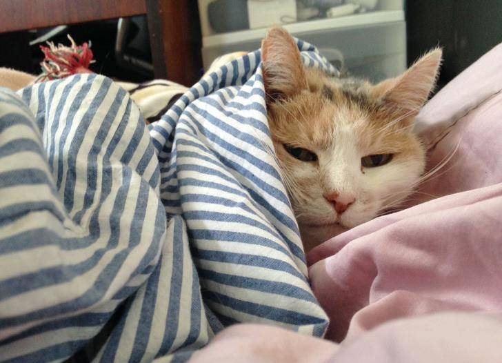 猫咪:今天周末,别打扰朕睡觉!