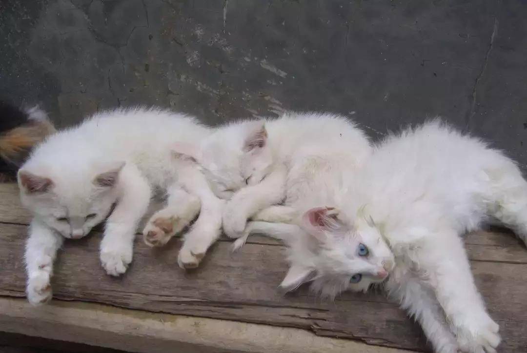 流浪猫被冻死是一件好事啊