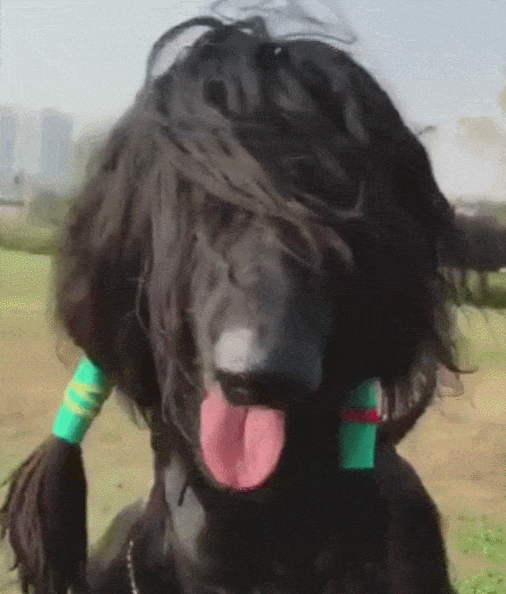 狗狗身高达二米,在公园引起围观,这么大个太罕见!