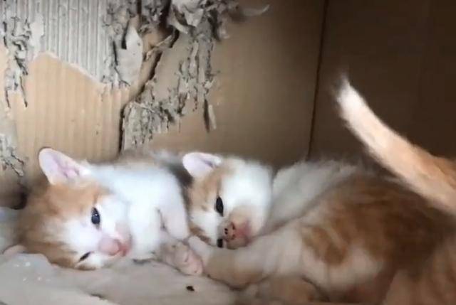 橘猫一晚未归却意外怀孕可看到生出的幼崽网友1w我买了