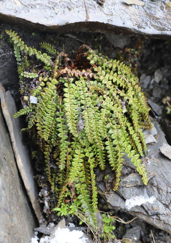 四川小金发现国家一级保护植物玉龙蕨