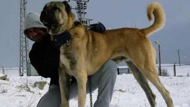 原创世界公认的巨型犬种坎高犬到底拥有怎样的魅力