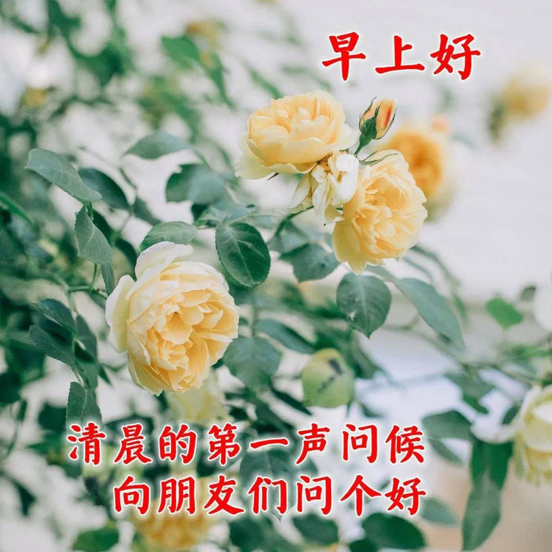 每天清晨真挚问候语录,早上好精选祝福图片