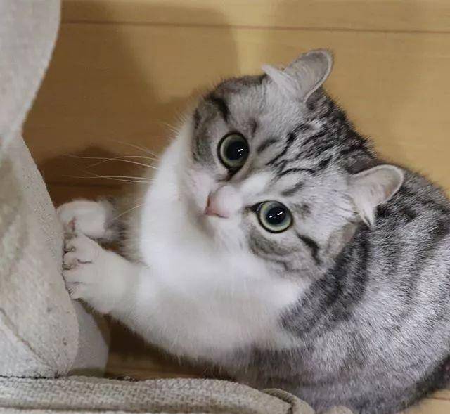 日本的这只软萌"网红猫",又又又"火"了