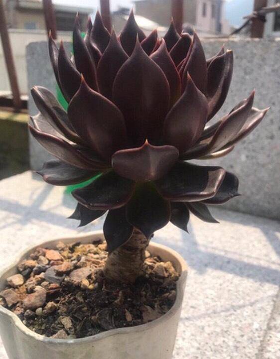 黑色系多肉中的贵族黑王子,做好3点,4年养成大老桩,真