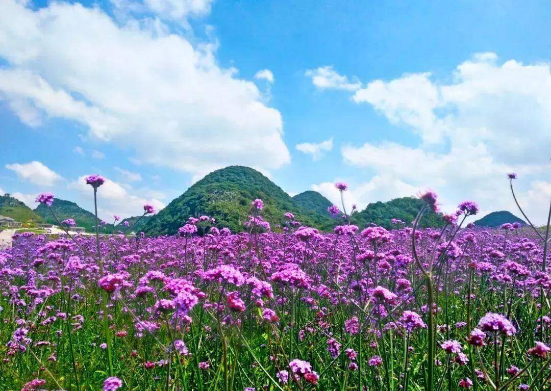 在六盘水,有群山环抱,风光旖旎的 野鸡坪