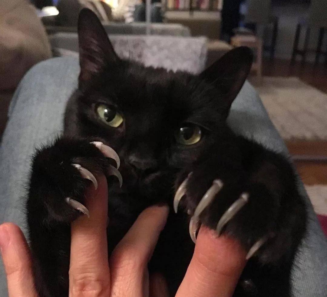 原创如何正确给猫咪剪指甲别忽略了这根线