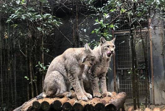 长宁来了三只德国籍大猫