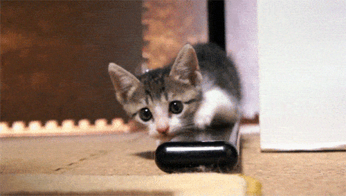 原创贪玩成瘾,猫咪大意掉水缸,下一秒主人双眼圆睁:特种兵的身手啊