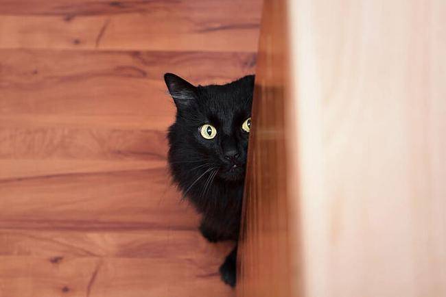 养猫界常常出现这样一句话:猫主子们白天睡觉,晚上蹦迪.