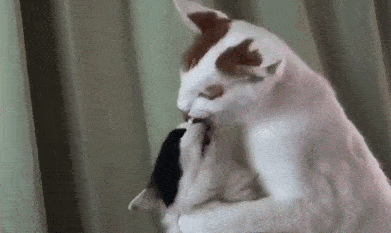 俺只和有猫表情包的人做朋友 三,一日不见猫,胸闷气短意气消沉 一天