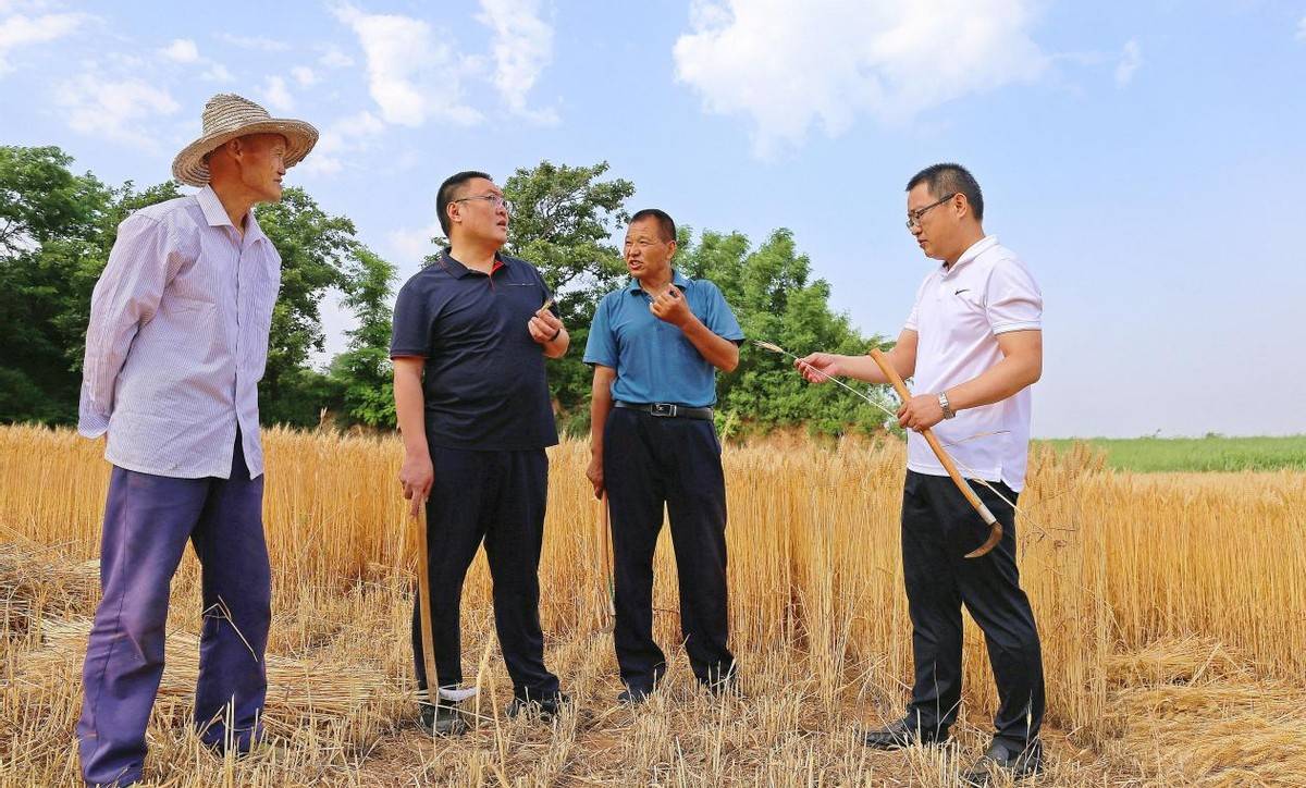 山西夏县:"三夏"小麦收割忙,党员服务在现场