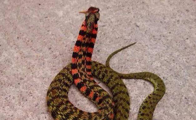 被广泛争议的一种蛇类,野鸡脖子蛇是有毒蛇,还是无毒蛇?
