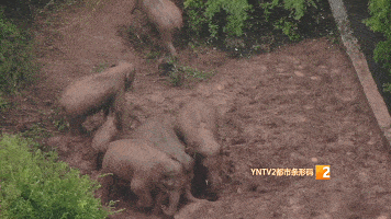 原创象群小范围迂回迁移!大象雨中洗泥浴