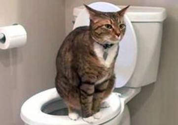 猫咪跟人一样每天都需要去上厕所,如果猫咪整天去厕所但是又尿不出来