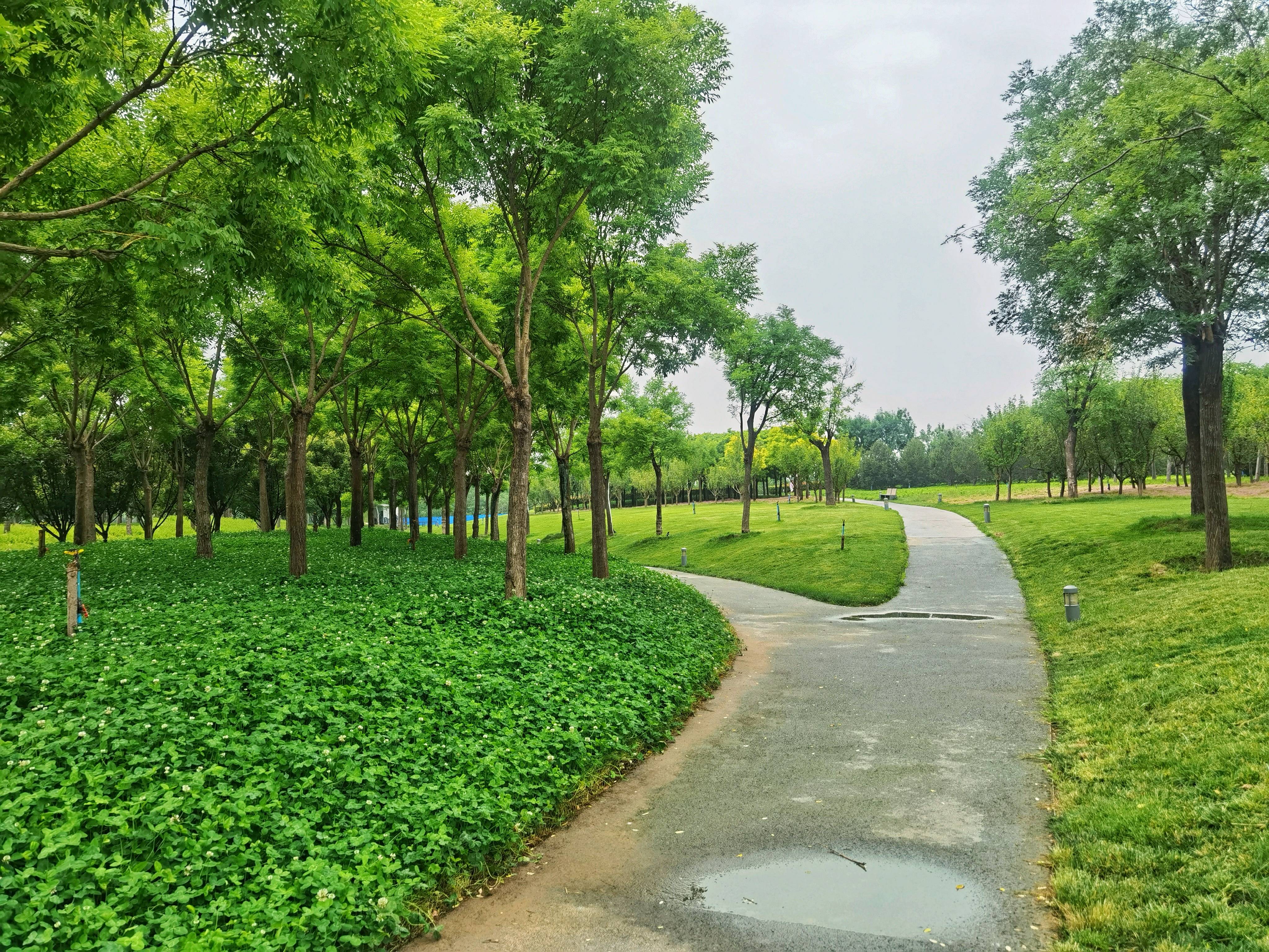 河南郑州龙湖湿地公园的雨后景观真是绿色养眼