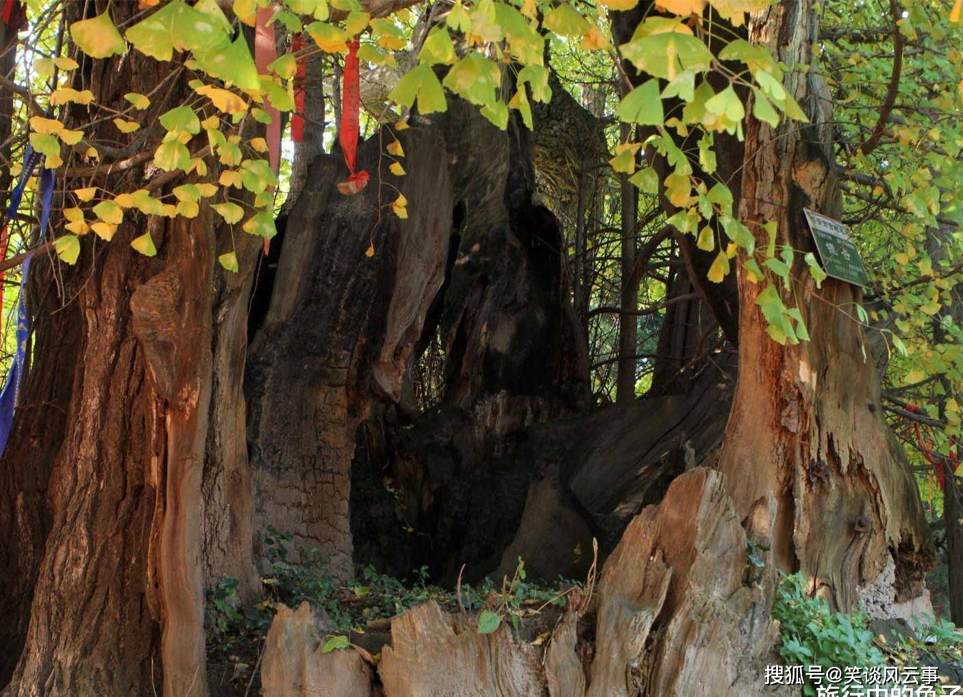 河南500年老银杏树枯树,长出