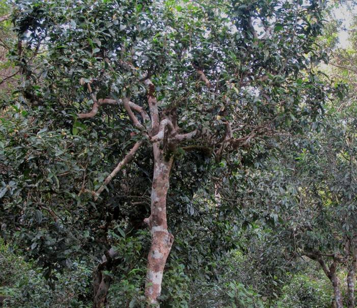 巴达山野山古树和人工栽培古树的代表茶山