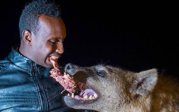 原创非洲霸主斑鬣狗能够被人类驯服变成宠物狗看家护院吗