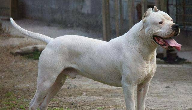 原创世界上最凶悍的狗阿根廷獒犬
