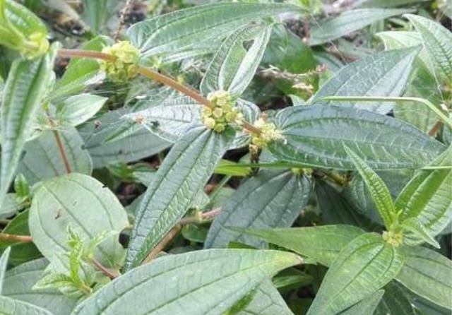 原创一种叫生肌藤的野草根茎像人参老人常炖汤喝难怪身体棒