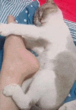 255_371 竖版 竖屏