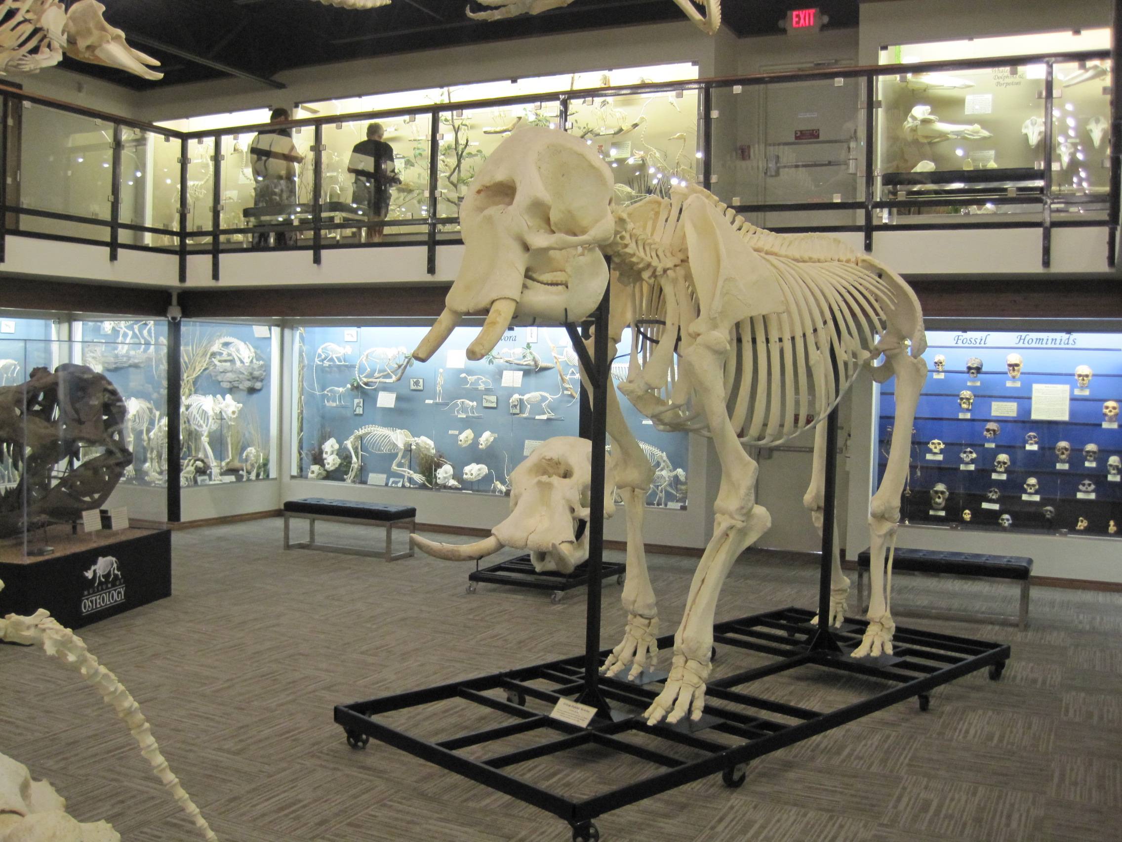 如果观察大象的骨骼,在其326到351块骨头中我们是看不到鼻骨的,这是