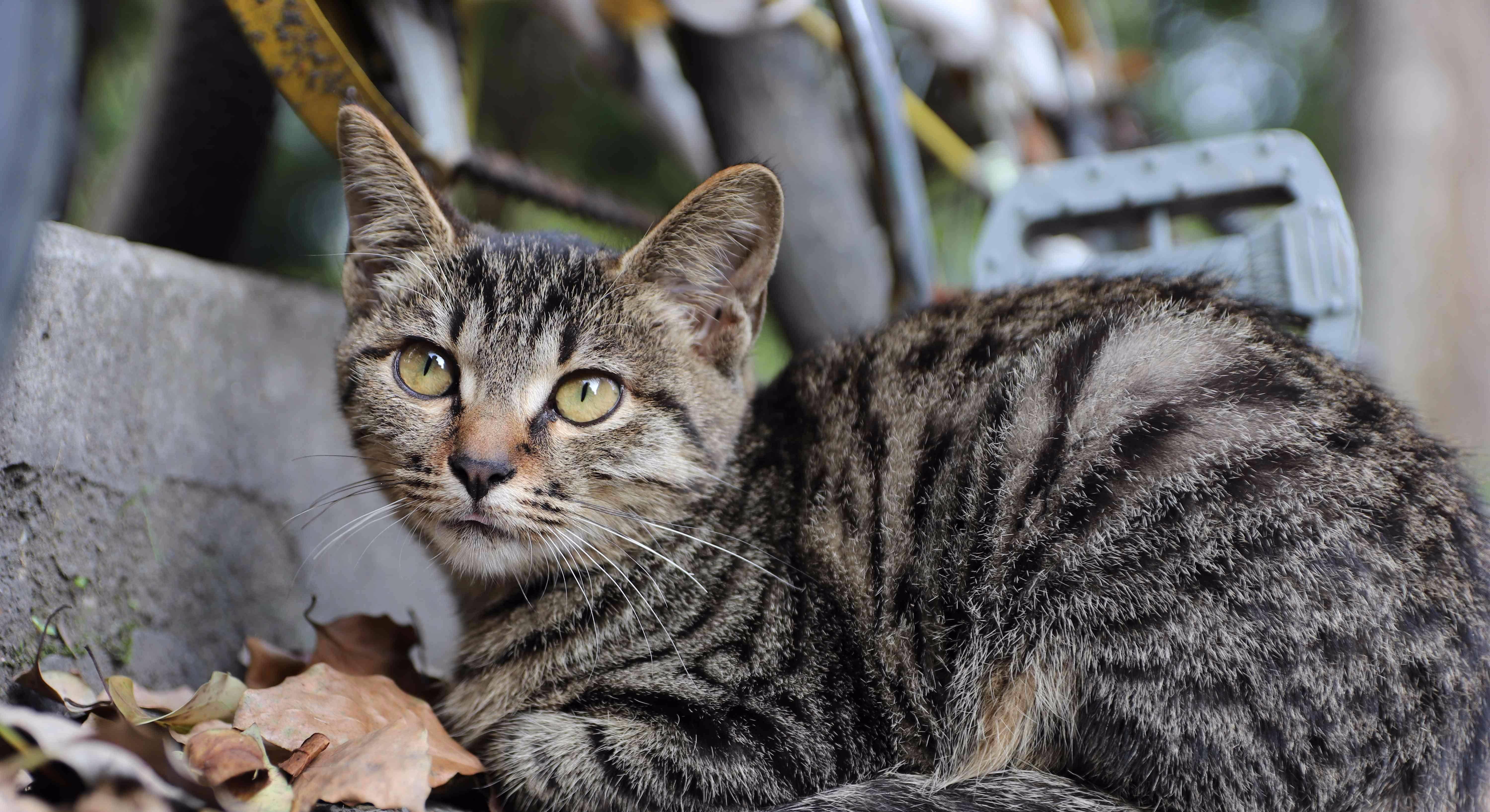 狸花猫:花纹多以环绕为主