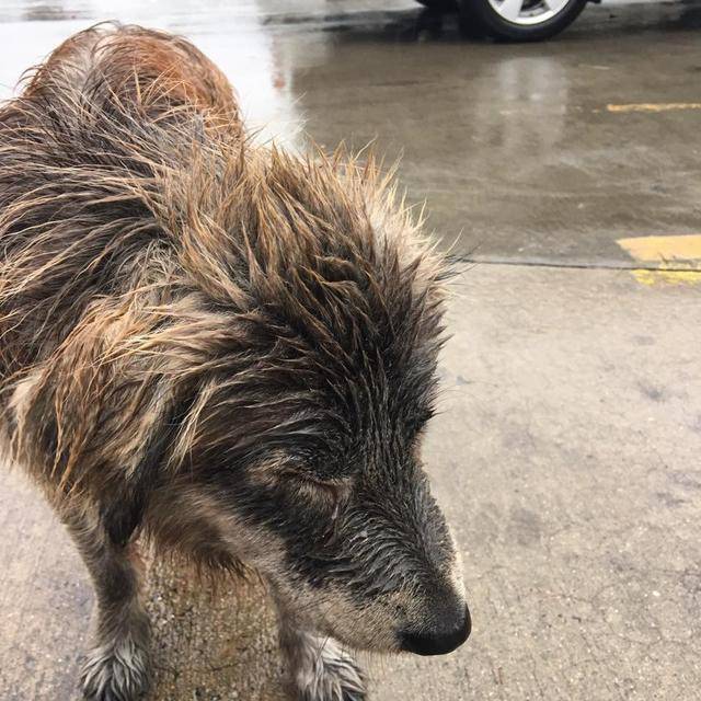 冬季雨天一条狗被扔在马路上湿透也不敢动,它肯定想等