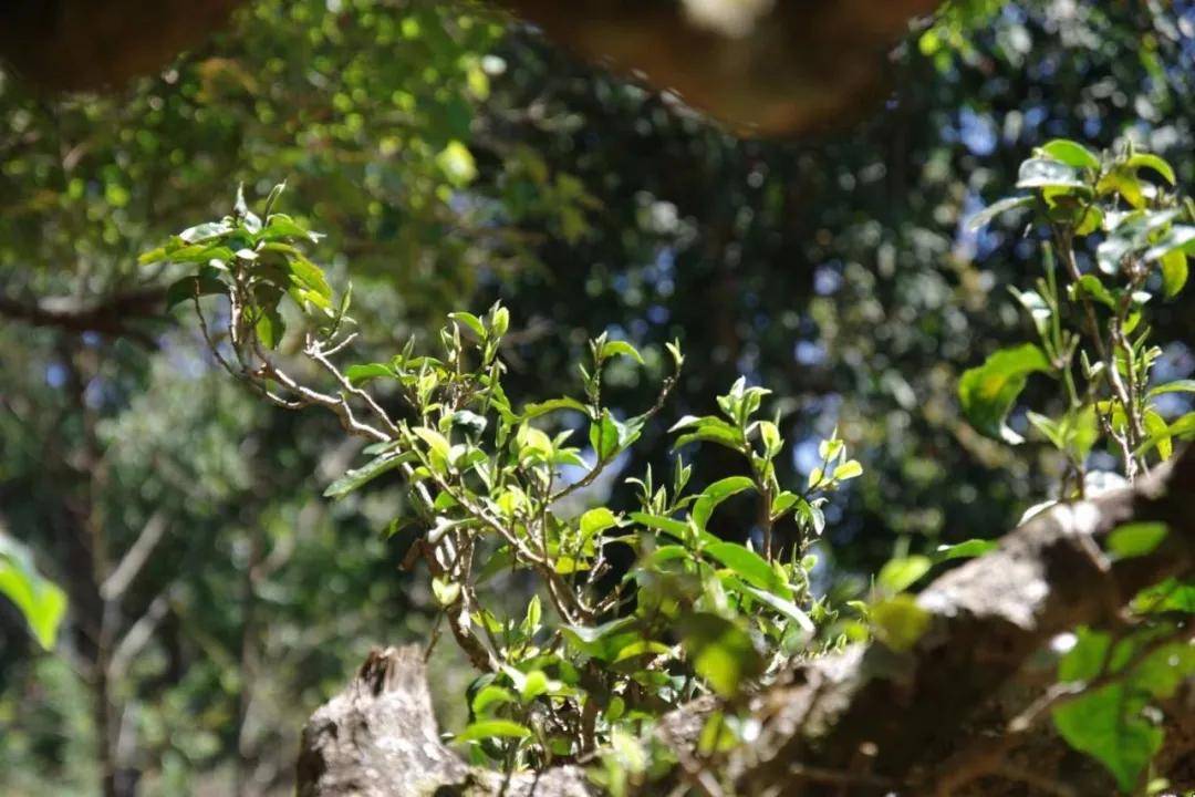 【干货分享】大勐宋名寨滑竹梁子古树茶口感特点