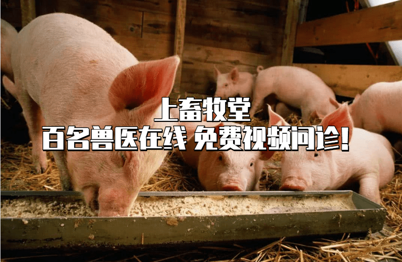 1,猪链球菌病引起的关节炎