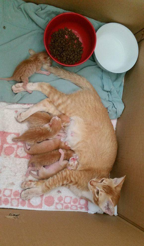 家里跑来一只橘猫,一晚上生下6只崽子,一旁的我看呆了