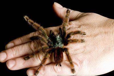原创地球上10大最骇人的巨型蜘蛛第一像螃蟹第七能毒死人