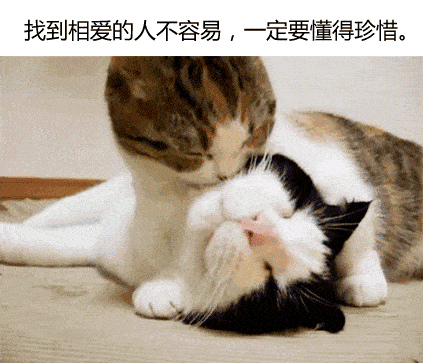 下辈子若是成为一只喵星人, 就能整日整日呼呼大睡啦.