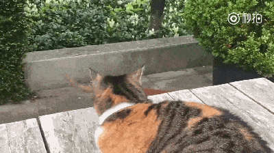 法斗狗狗睡觉打呼噜,跟主人打呼噜简直是有的一拼