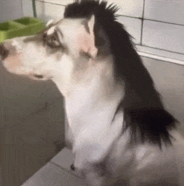 哈士奇被剃成驴,二哈一脸生无可恋