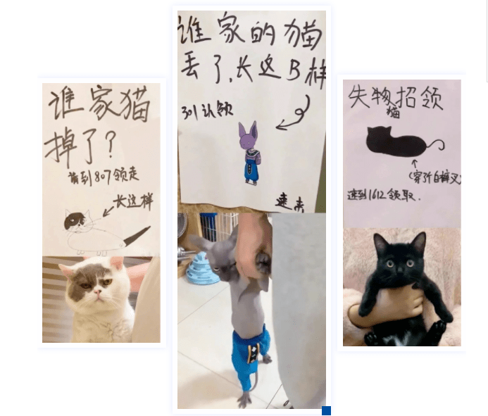 谁家的猫丢了长这样你找到的是猫别人找到的是爱情