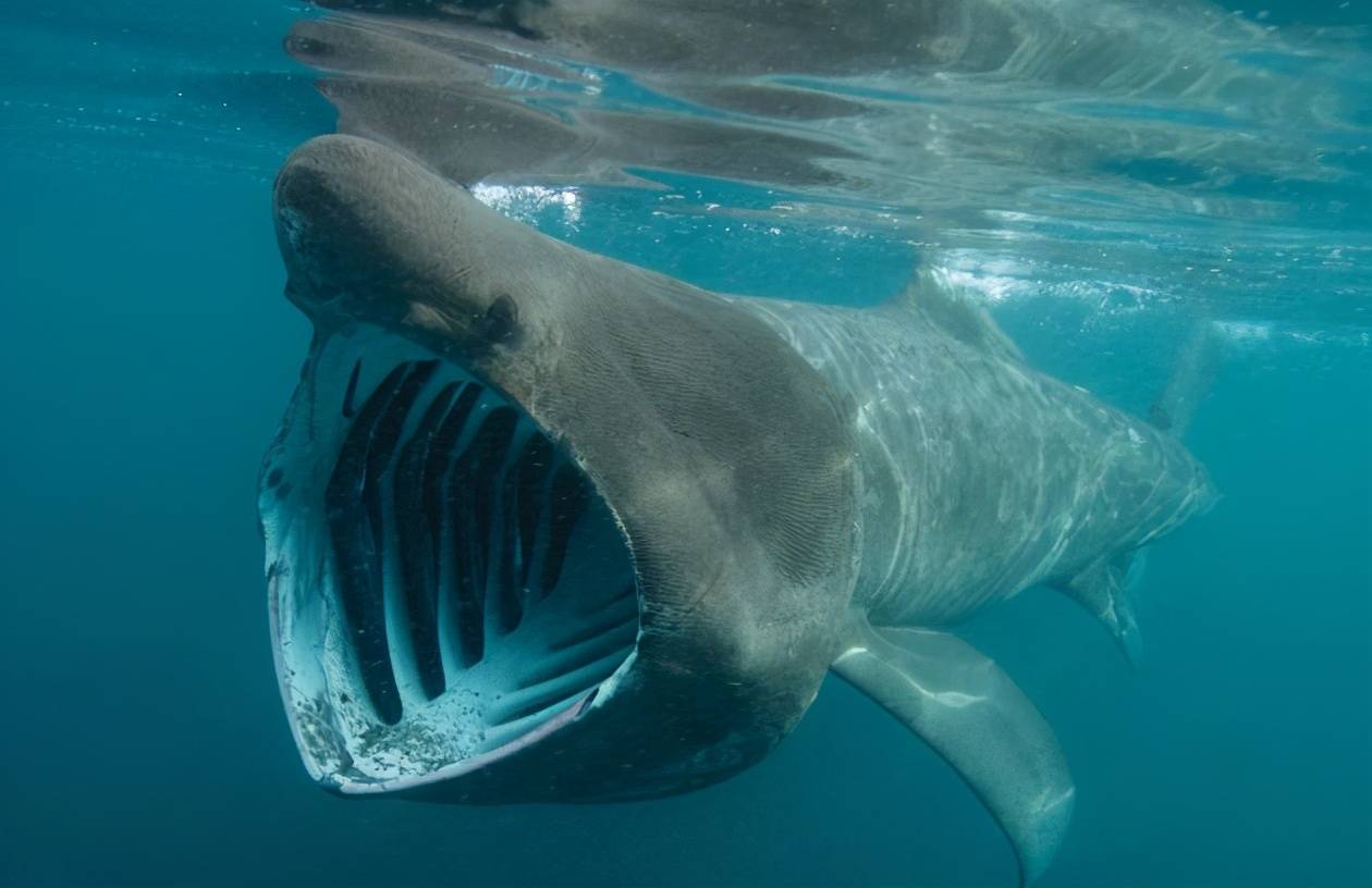 日本港口现罕见巨口鲨,栖息深海,吃浮游生物,为何突然