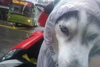 下雨天网友外出办事给临时出门的二哈带上一件自制的雨衣,萌呆了