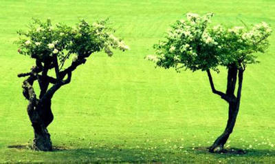 这个是两棵树,代表兄弟,不代表离婚,但是代表婚姻感情不好,有阴有阳