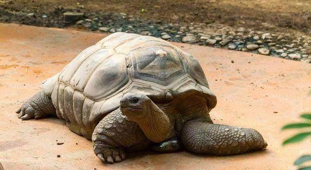 原创千年王八万年龟,龟的寿命和你的饲养有莫大关系!