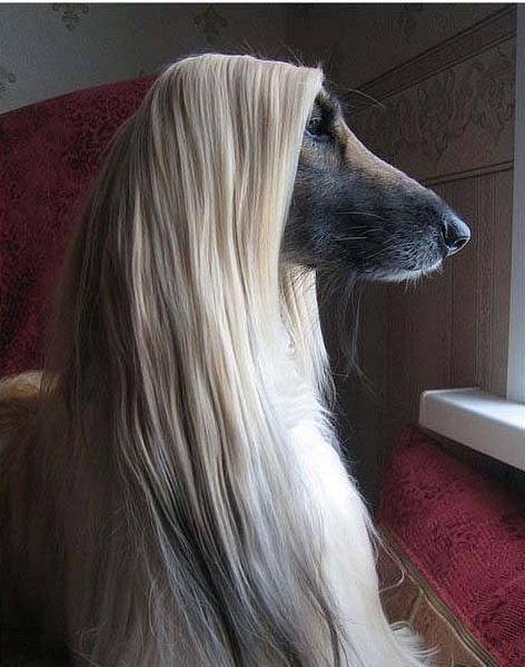 它获称:世界上最漂亮的狗,一身光泽的毛发"高贵"如"女王