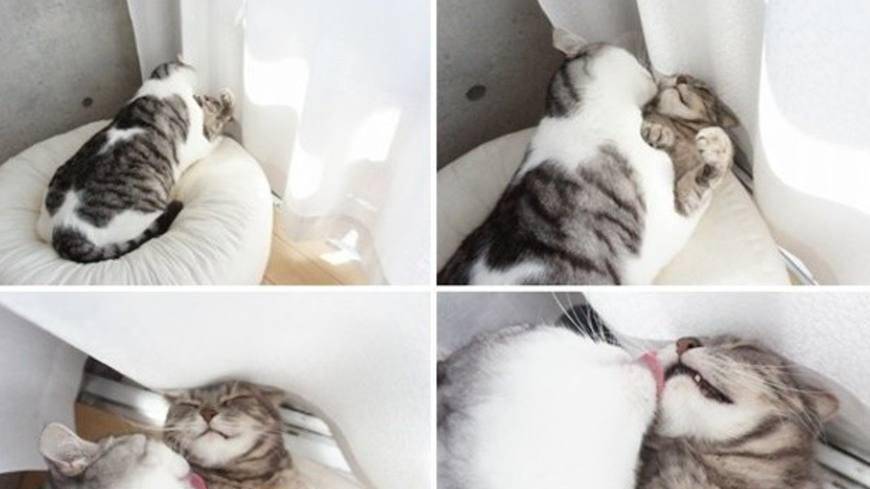 情人节猫咪是怎么过的呢?简直气傻单身狗!画面太美,我