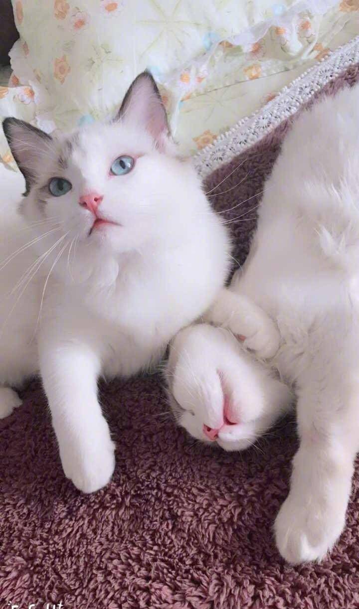 原创白色布偶猫,宝石般的眼睛,女神般的外表!