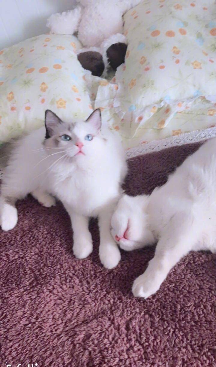 原创白色布偶猫,宝石般的眼睛,女神般的外表!