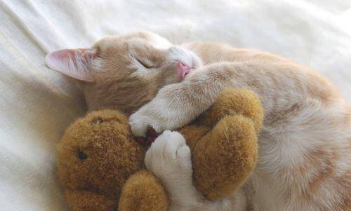 可爱的小猫咪抱着自己的小宠物睡大觉,爽歪歪喽,美滋滋.