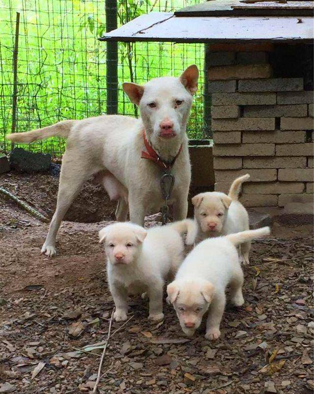 导致下司犬的数量也越来越少,也不知道什么时候,我们中华连自己的狗都