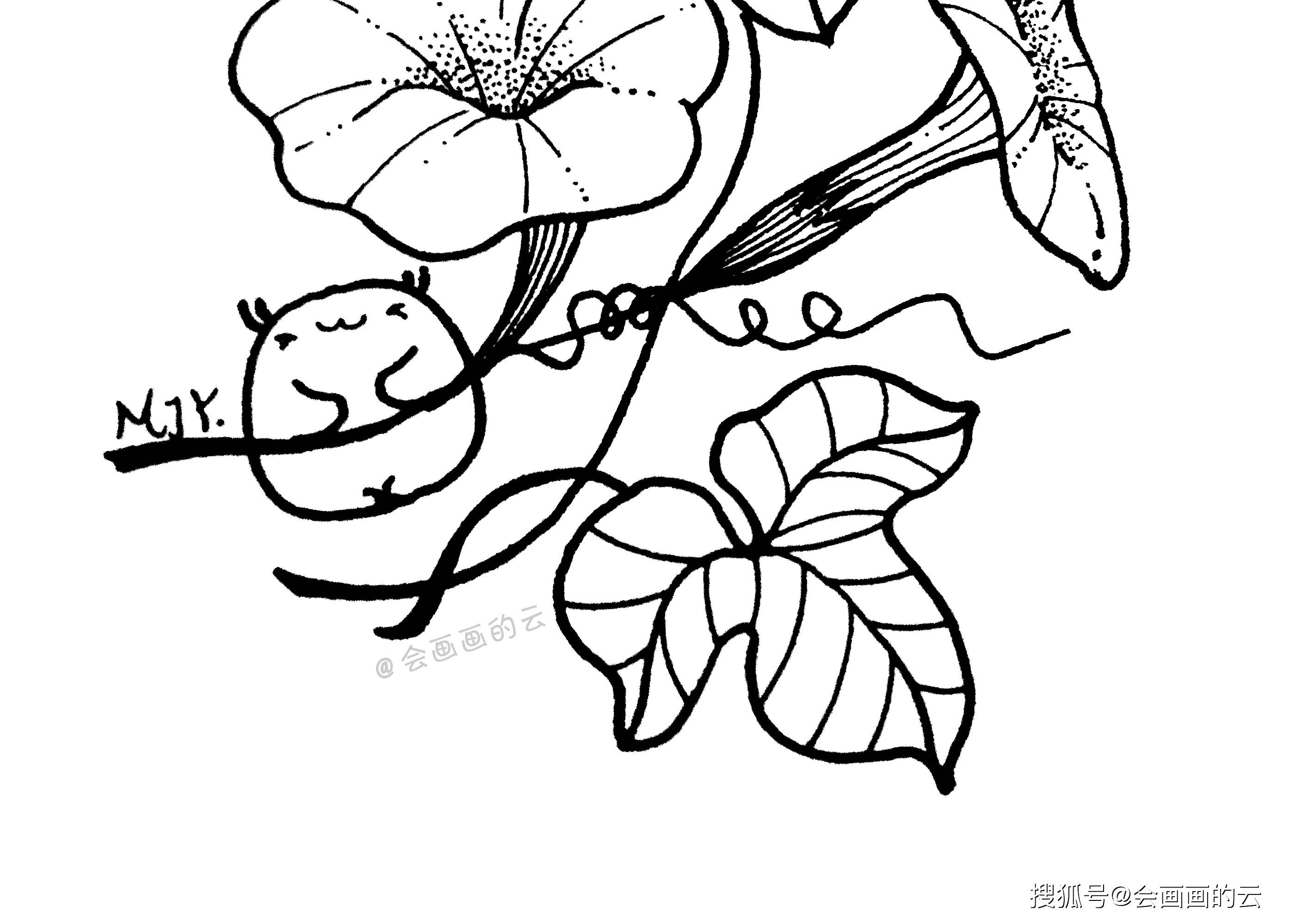 新手也可以画的牵牛花简笔画,详细步骤图讲解,不屈不挠